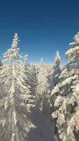 cinematográfico fpv zumbido vuelo terminado hermosa Nevado montaña bosque. video