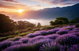 ai generado amanecer terminado el Valle lleno con lavanda foto