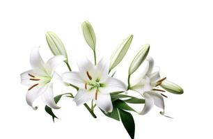AI generated lily isolated on white background white lily photo