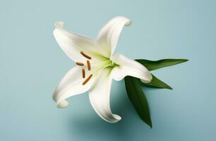 AI generated lily isolated on white background white lily photo