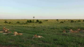 impressionnant sauvage les Lions dans le sauvage savane de Afrique dans masaï Mara. video