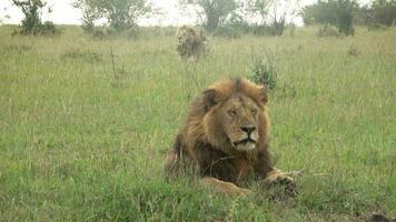un impressionnant Masculin sauvage Lion dans le wilds de Afrique dans masaï Mara. video