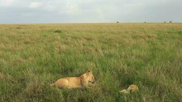 indrukwekkend wild leeuwen in de wild savanne van Afrika in Masai mara. video