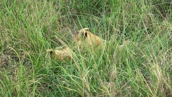 impressionnant sauvage les Lions dans le sauvage savane de Afrique dans masaï Mara. video
