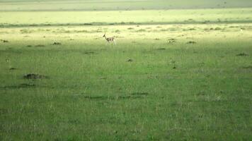 gazellen in de hoog gras in de wild in Afrika. video