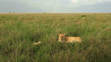 impresionante salvaje leones en el salvaje sabana de África en masai mará. video