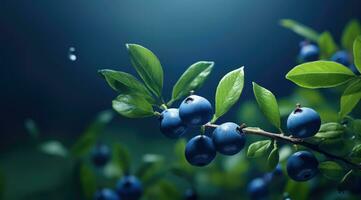 AI generated blueberries wallpaper, on dark  background photo