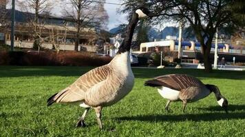 Canadian geese walking and enjoying the sunny weather at the park close up. video