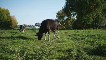 russo villaggio e un' mandria di nero e bianca mucche nel il prato nel estate video