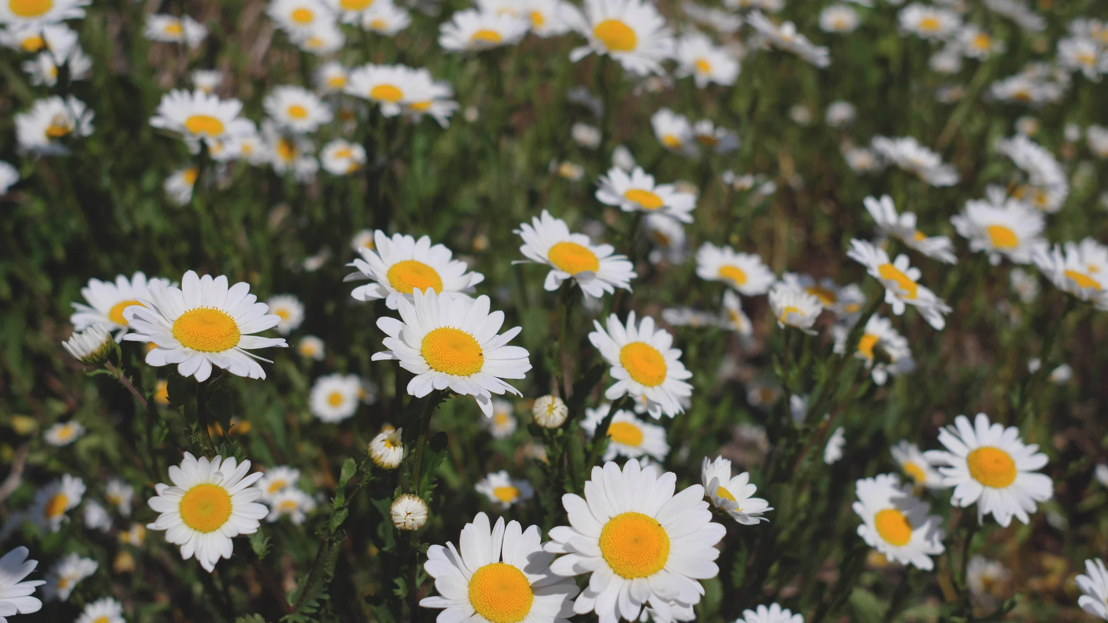 Daisy Blooming Stock Video Footage for Free Download Daisy Blooming Stock Video Footage for Free Download