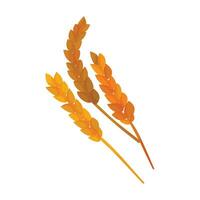 Vector realistic wheat collection on white background