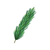 Vector pine tree branch fir twigs with green needles on white