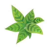 Vector tropical plant on white background