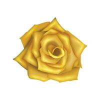 Vector rose realistic with yellow flower isolated