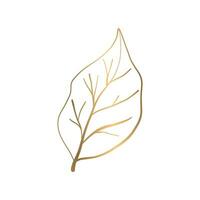 Vector hand drawn golden leave on white background