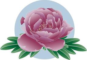 Illustration of Peony flower with leaf on soft blue circle background. vector