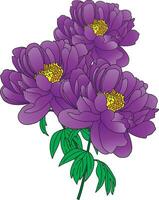 Illustration of the violet peony flower with leaves on empty background. vector