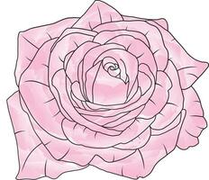 Abstract line rose flower are blooming with color paint on empty background. vector