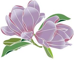 Illustration of Verbanica Saucer Magnolia flower are blooming on empty background. vector