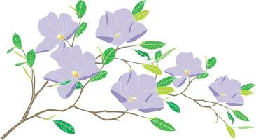 Illustration of soft violet magnolia flower with leaves on empty background. vector