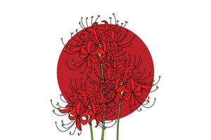 illustration of red spider lily flower with dark red circle on white background. vector