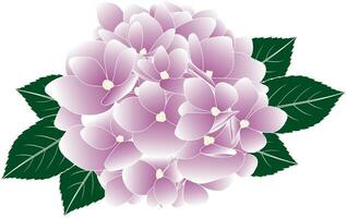 Illustration of pink Hydrengea flower with leaves. vector