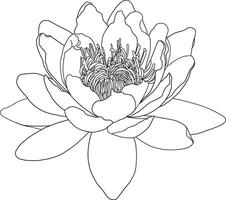 Abstract line of lotus flower on white background. vector