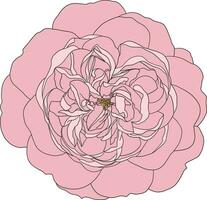 Abstract line rose flower are blooming with color painting on empty background. vector