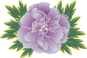 ilustración de suave Violeta chino Rosa flor con hojas antecedentes. vector
