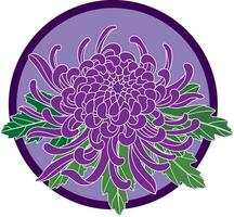 Illustration of Chrysanthemum flower with leaf on violet circle background. vector