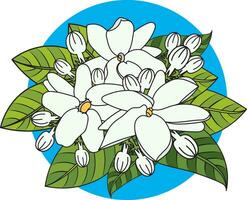 Abstract of white jasmine flower with leaves on blue circle background. vector