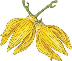 Abstract of climbing ylang-ylang flower. vector