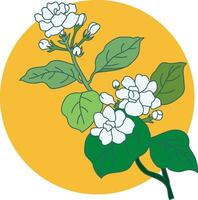 Illustration of jasmine flower with leaves on circle color background. vector