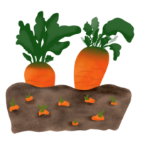 Fresh Carrot on Garden png