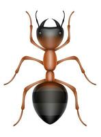 insectos fauna silvestre animales vector ilustración