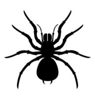 spider insects wildlife animals vector illustration