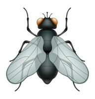 mosca insectos fauna silvestre animales vector ilustración