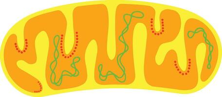 Mitochondria for Cell Energy Icon vector