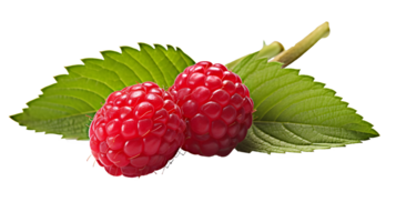 AI generated Close up photo of a handful of fresh and delicious raspberry. Transparent PNG inside