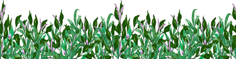 acuarela cañas borde. primavera flor marco ilustración clipart. png