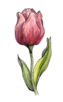 Elegant red tulip with green striped leaves, watercolor drawing. A botanical illustration perfect for spring themes, isolated png