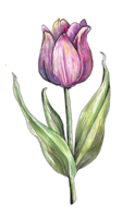 Hand drawn watercolor tulip in purple and pink with striped leaves and textured petals, isolated png