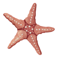 Common Starfish Illustration png