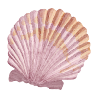 baie coquille illustration png