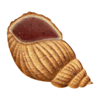 triton coquille illustration png