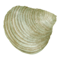 Giant Atlantic Cocle png