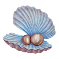 Pearl Seashell Illustration png