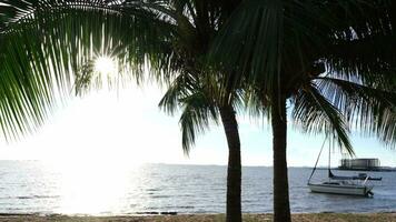 kokosnoot boom Aan strand onder Doorzichtig lucht Bij tropicana video