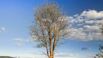 árbol son en pie debajo nublado cielo video