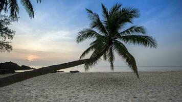 kokosnoot boom staand Aan strand onder Doorzichtig lucht Bij tropicana video